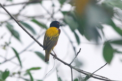 Ploceus jacksoni