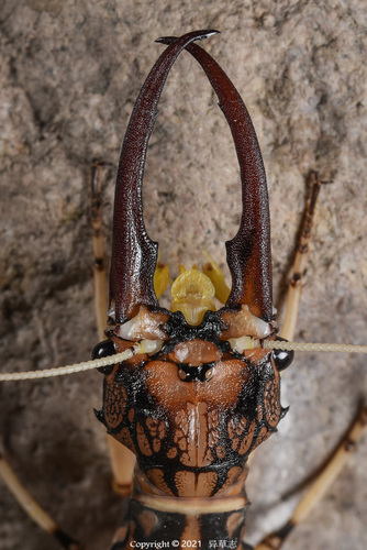 Acanthacorydalis orientalis · iNaturalist