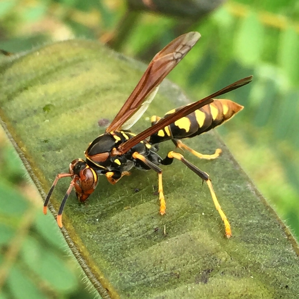 Polistes weyrauchorum