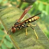 Hornets, Paper Wasps, Potter Wasps, and Allies - Photo (c) Diego F. Cisneros-Heredia, some rights reserved (CC BY-SA), uploaded by Diego F. Cisneros-Heredia