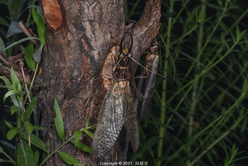 Acanthacorydalis orientalis · iNaturalist Acanthacorydalis orientalis · iNaturalist