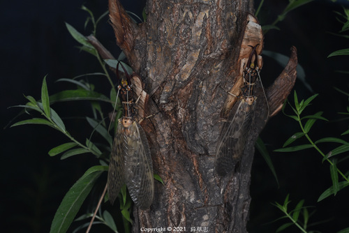 Acanthacorydalis orientalis · iNaturalist