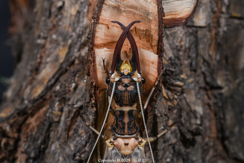 Acanthacorydalis orientalis