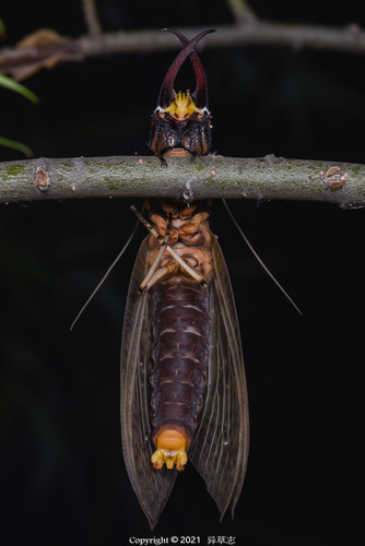 Acanthacorydalis orientalis · iNaturalist