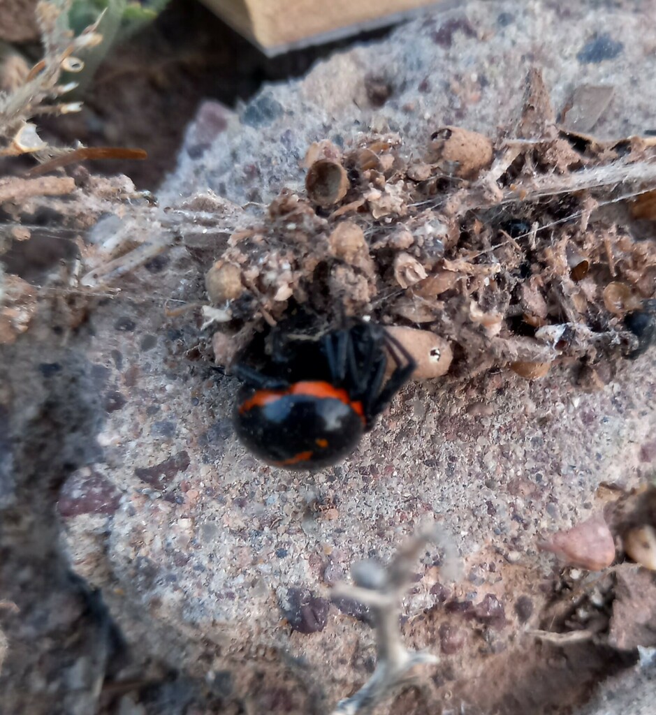 Mediterranean false black widow from Uarzazatas 45000, Marokas on March ...