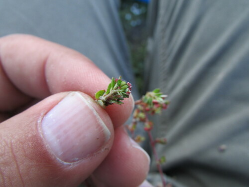 Image of Euphorbia mendezii by (c) Carlos Martorell, some rights reserved (CC BY)