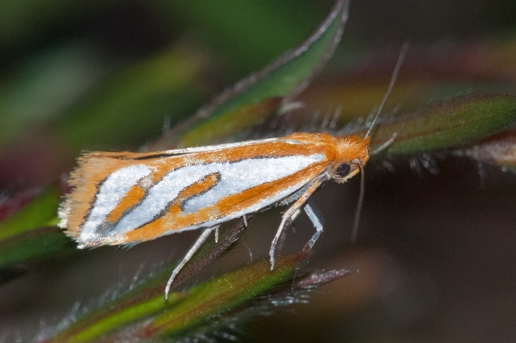 Thudaca haplonota