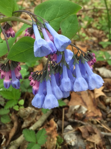 Mertensia virginica