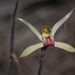 Narrow-lipped Spider-Orchid - Photo (c) Rolf Lawrenz, some rights reserved (CC BY), uploaded by Rolf Lawrenz