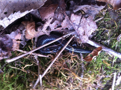 Plethodon electromorphus