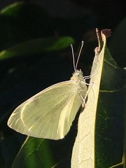 Pieris rapae