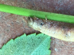 Erebinae