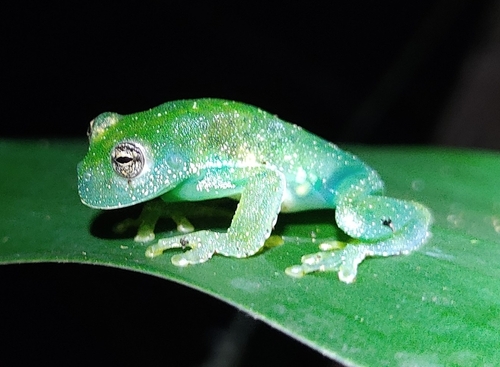 Centrolene daidalea