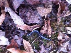 Plethodon electromorphus