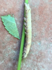 Erebinae
