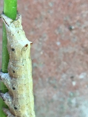 Erebinae