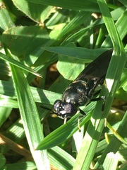Hermetia illucens