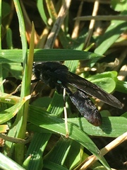 Hermetia illucens