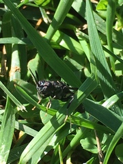 Hermetia illucens