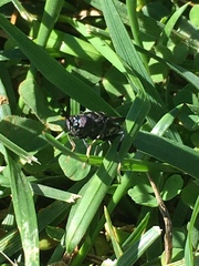 Hermetia illucens