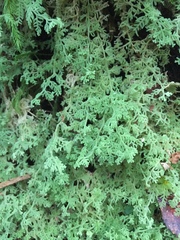 Trichocolea mollissima