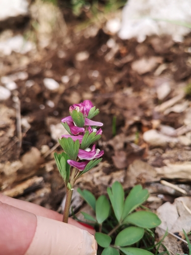 Corydalis solida