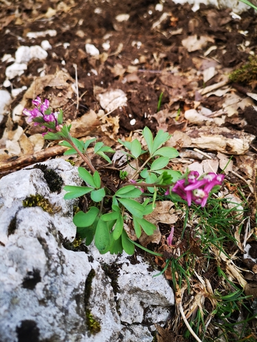 Corydalis solida