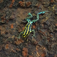 Ranitomeya variabilis