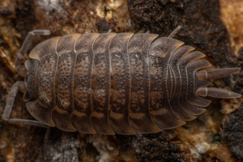 Trachelipus taborskyi