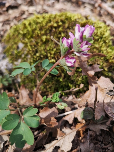 Corydalis solida
