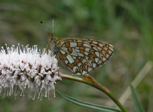 Bog Fritillary
