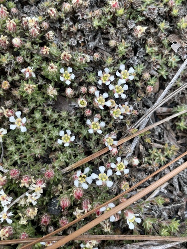 Littleleaf pixiemoss (Pyxidanthera brevifolia)