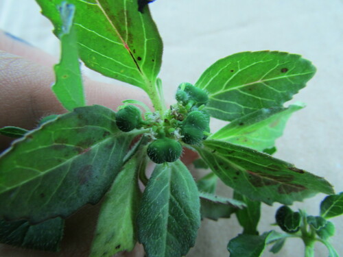 Image of Euphorbia cuphosperma by (c) Carlos Martorell, some rights reserved (CC BY)