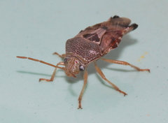 Microdeuterus megacephalus