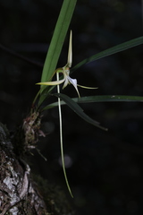 Jumellea stenophylla image