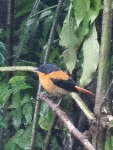Black-and-orange Flycatcher (Ficedula nigrorufa), photo 5