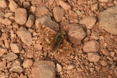 Muschampia proto