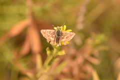Muschampia proto