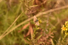 Muschampia proto