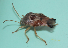 Microdeuterus megacephalus