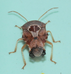 Microdeuterus megacephalus