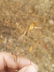 Cordylanthus pilosus