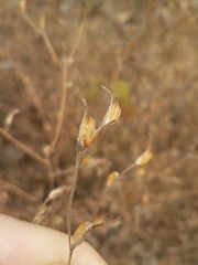 Cordylanthus pilosus