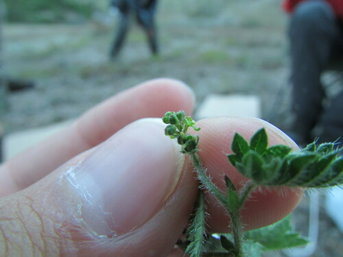 Image of Tragia nepetifolia by (c) Carlos Martorell, some rights reserved (CC BY)