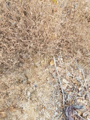 Cordylanthus pilosus