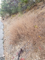 Cordylanthus pilosus