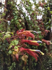 Siphocampylus ecuadoriensis