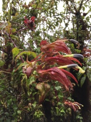 Siphocampylus ecuadoriensis