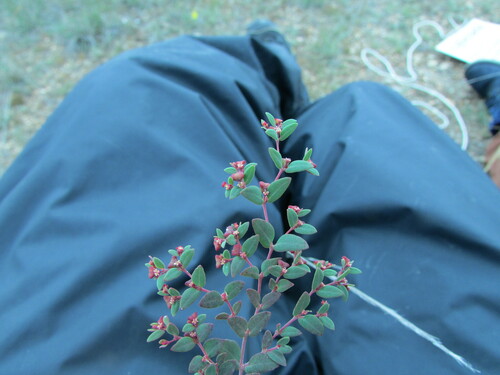 Image of Euphorbia villifera by (c) Carlos Martorell, some rights reserved (CC BY)