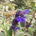 Salvia corrugata - Photo (c) Diego F. Cisneros-Heredia, some rights reserved (CC BY-SA), uploaded by Diego F. Cisneros-Heredia